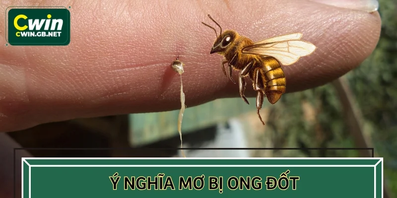 Ý nghĩa mơ bị ong đốt